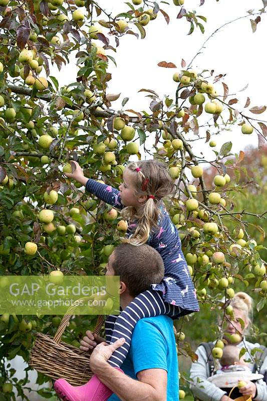 Annie Loader - une cueillette familiale de pommes, fin septembre