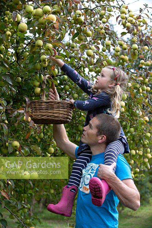 Annie Loader - une cueillette familiale de pommes, fin septembre