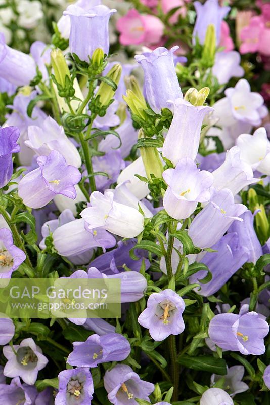 Campanule moyenne 'Champion Lavender'