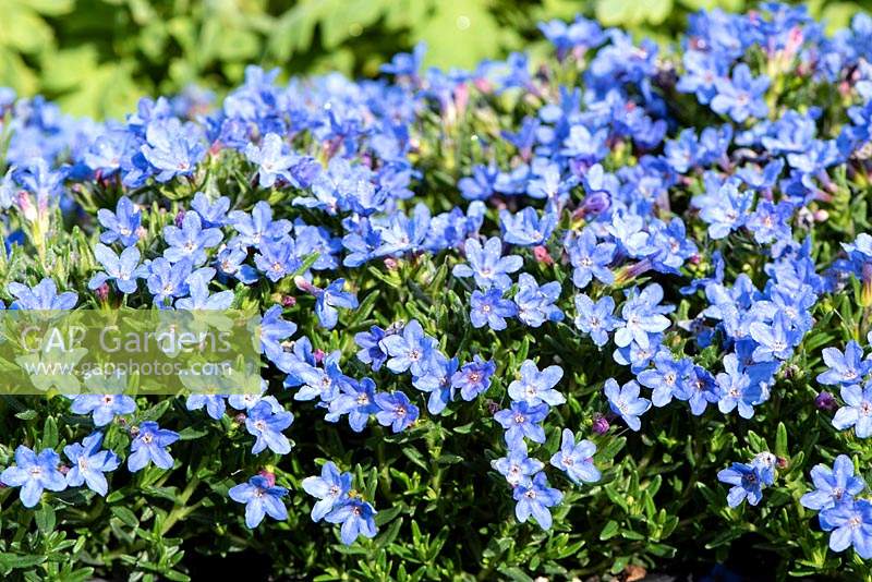 Lithodora diffusa 'Grace Ward'