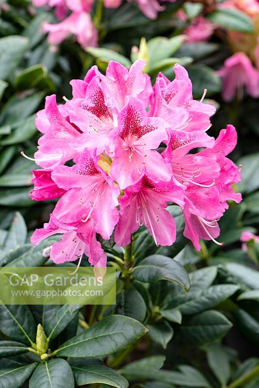 Rhododendron 'Cosmopolite'