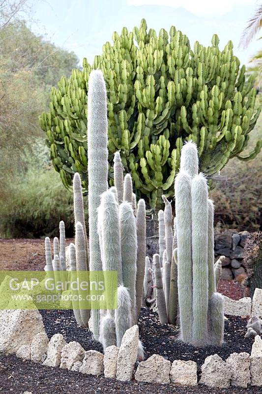 Cephalocereus senilis - vieil homme cactus