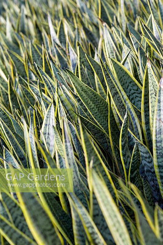 Sansevieria trifasciata var. laurentii - Usine de serpents panachés