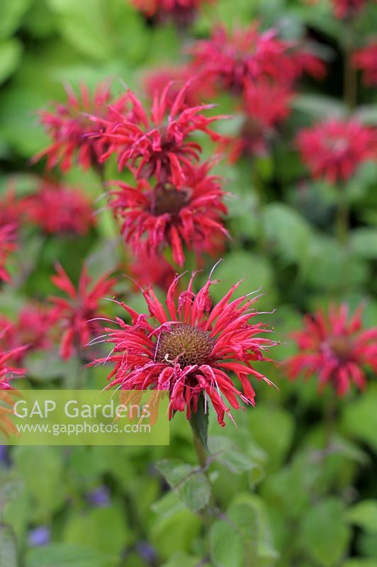 Monarda 'Gardenview Scarlet' - Bergamote 'Gardenview Scarlet'