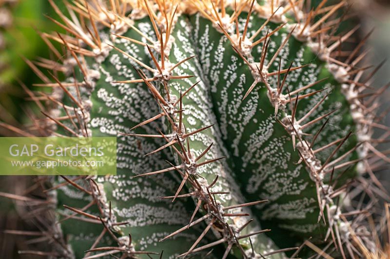 Astrophytum capricorne var. maire 'Cactus cornes de chèvre'
