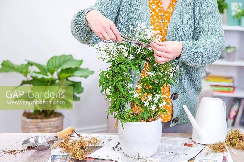 Femme utilisant des ciseaux pour enlever les fleurs fanées de Jasminum polyanthum