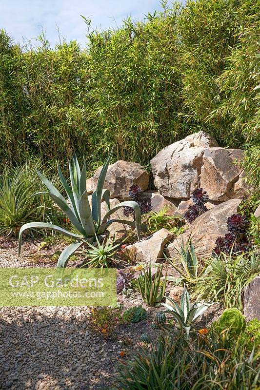 Jardin exotique avec chemin de gravier et gros rochers. Les plantes comprennent l'agave, le puya, l'aeonium, la cordyline, la rose du soleil de Portulaca, la rose de mousse et le bambou
