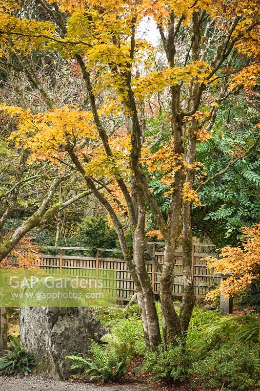 Acer palmatum cvs. - Cadres en érable japonais grande pierre