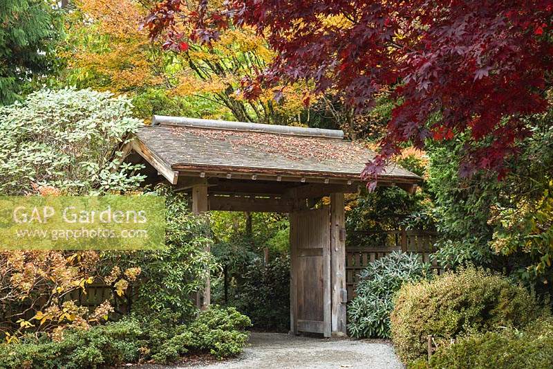 Acer palmatum cvs. - Porte d'entrée de jardin à cadre en érable japonais