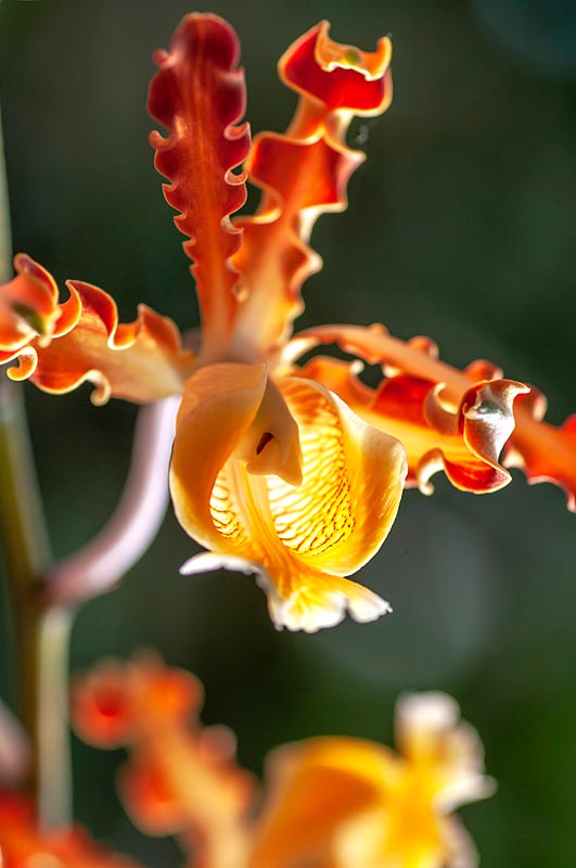 Schomburgkia - Orchidée, syn. Myrmecophila ou Laelia