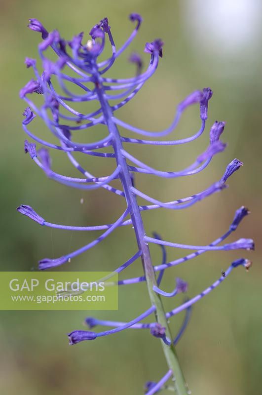 Muscari comosum - Gland Hyacinth syn. Leopoldia comosa - détail fleur