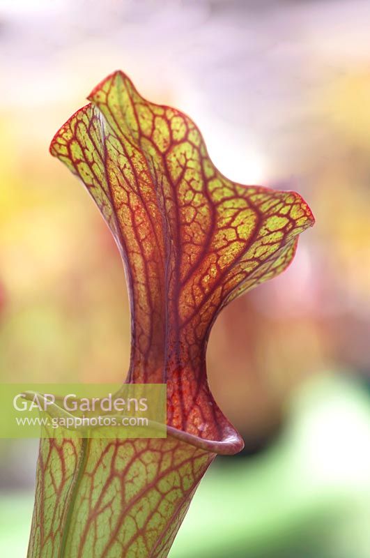 Sarracenia flava ornata - Yellow Pitcher Plant ou Trumpet Pitcher - gros plan du couvercle veiné