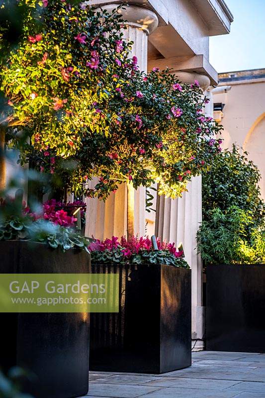 Vue latérale des jardinières de Camellia sasanqua 'Cleopatra' standards sous-plantées de Cyclamen persicum 'Verano Neon Pink' par les piliers de l'entrée principale
