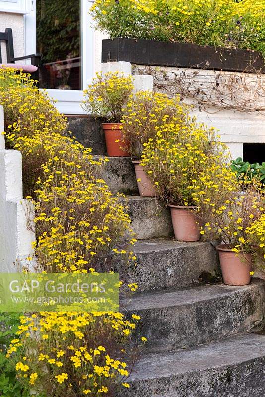 Des marches encadrées par des pots de Tagetes jaunes 'Gemme Citron' descendent dans le jardin arrière.