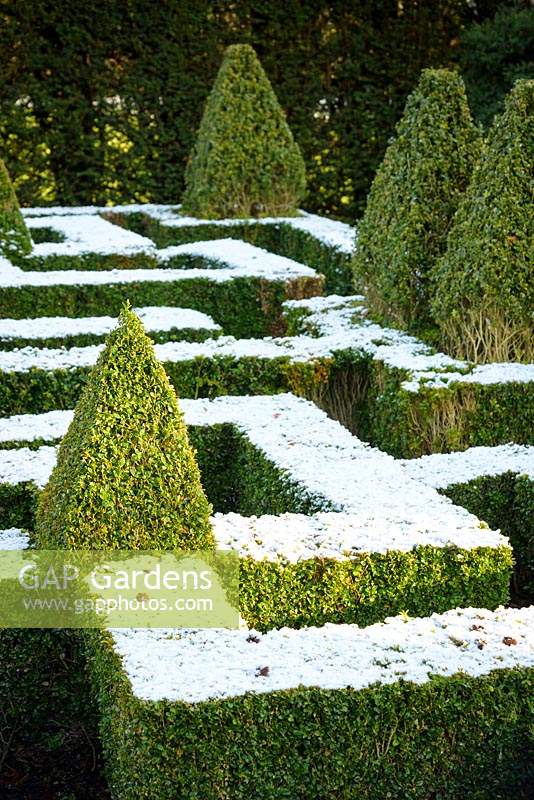 Neige sur un noeud jardin ponctué de Buxus panaché - Coffret - pyramides