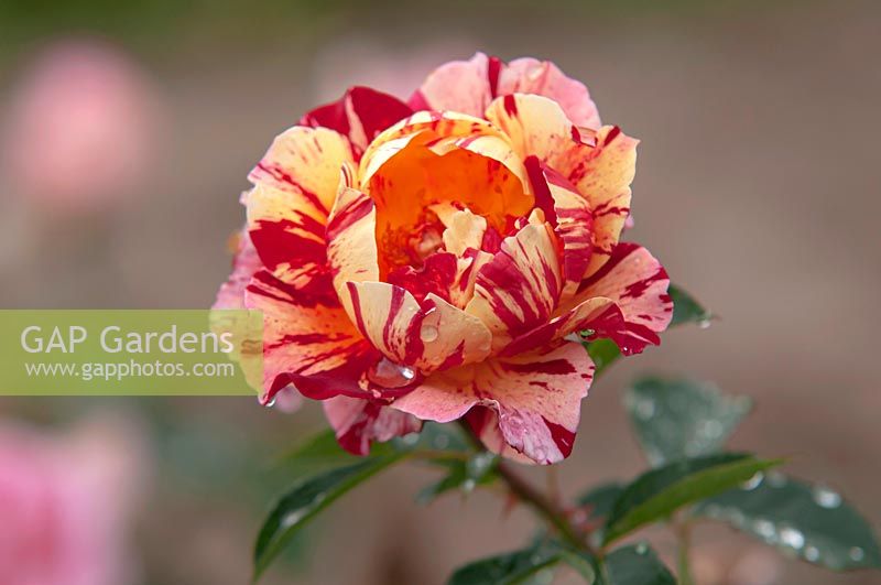 Rose thé hybride 'Maurice Utrillo' rose avec des gouttes après la pluie.