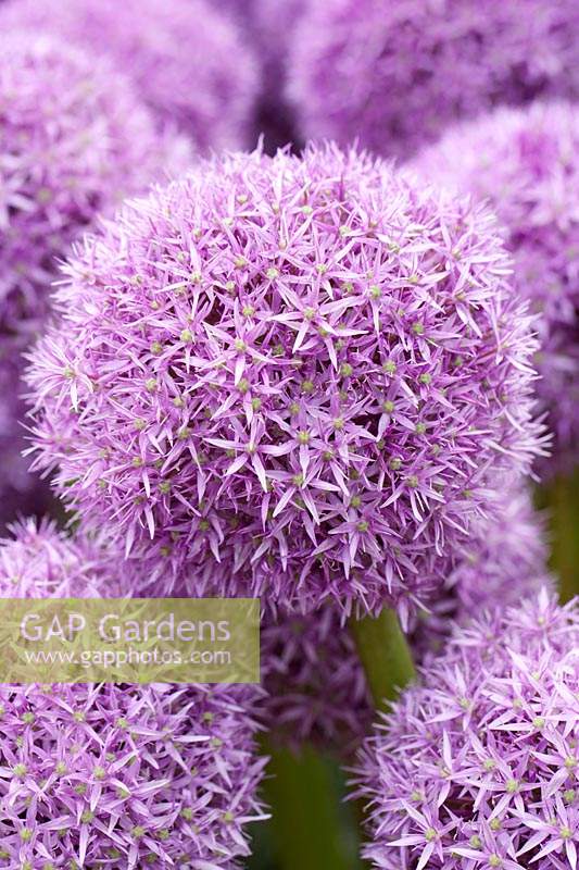 Allium 'Globemaster' - Prix RHS du mérite du jardin