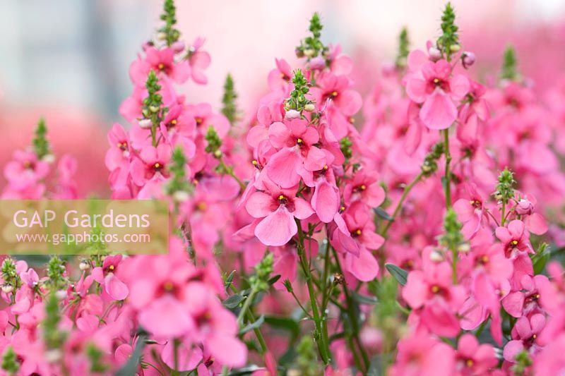 Diascia Aurora 'Rose clair'