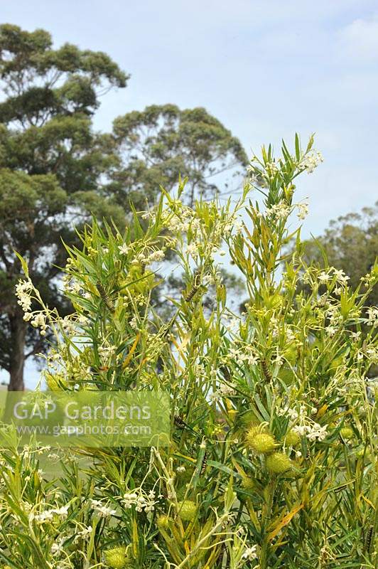 Gomphocarpus fruticosus Arbuste à feuilles étroites. Avec le monarque sur la liste des espèces menacées, la plante a été plantée dans le but d'augmenter les nombres.