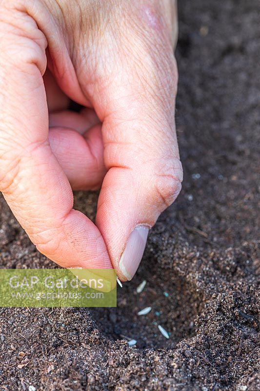 Placer quelques graines ensemble dans le trou de plantation en utilisant un doigt et un pouce