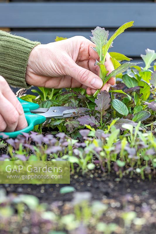 Couper les feuilles de salade mélangées à l'aide de ciseaux, tout en laissant pousser les plants à proximité