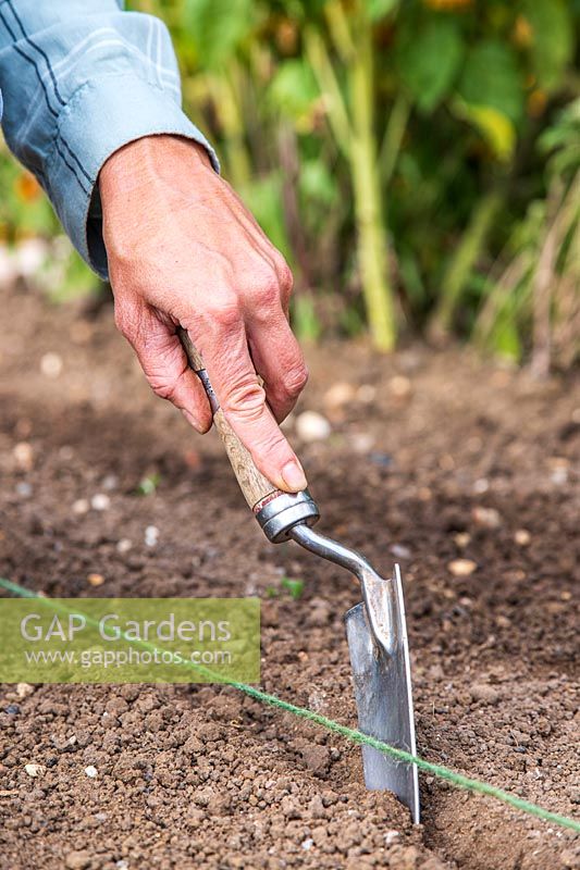 Utiliser une truelle à main contre une ligne de jardin pour faire un semoir pour semer directement dans le sol