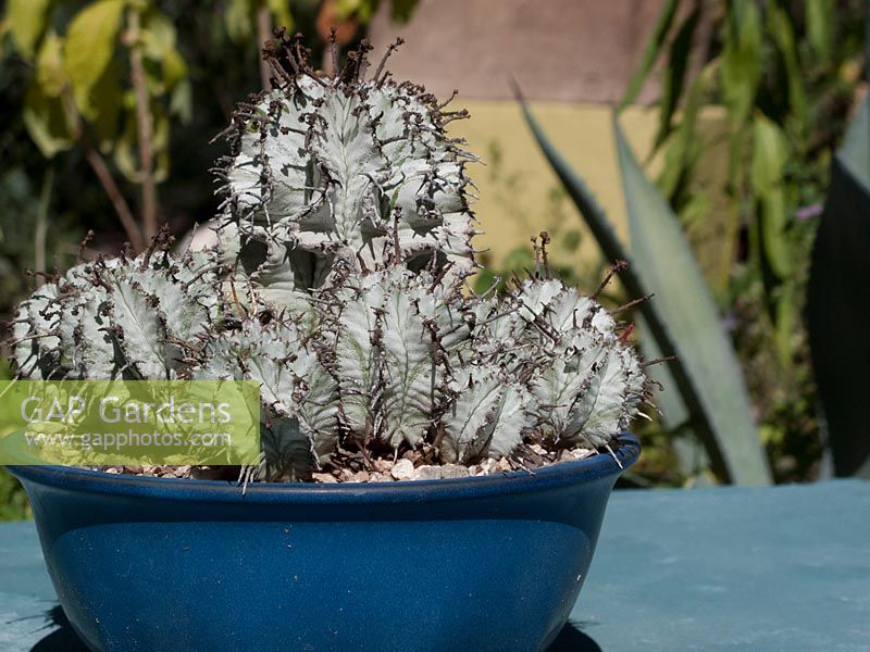 Pot bleu cobalt planté de cactus bleu-gris