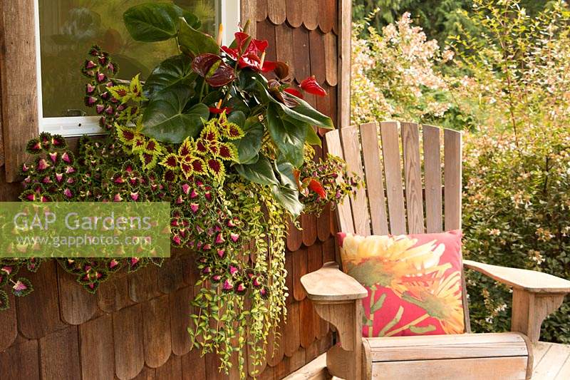 Jardinière de style Hayrack sur un mur de cabine rustique planté de plantes à feuillage qui aiment l'ombre, notamment: Anthurium 'Dakota', Solenostemon scutellarioides 'Lava Rose' et Vinca minor 'Illumination'