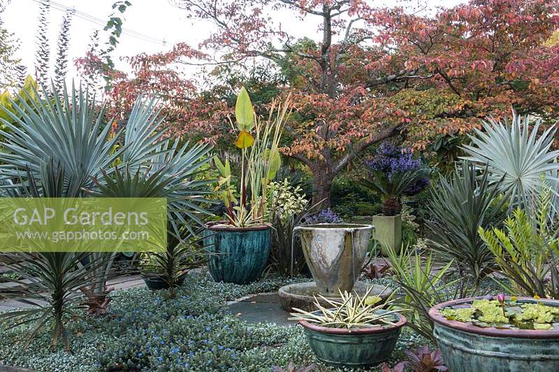 Teacup Garden at Chanticleer Gardens - bols d'eau, fontaine et potager plantés de feuillage tropical