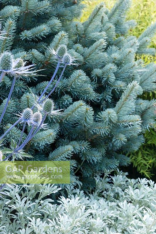 Combinaison bleu argent de Abies lasiocarpa 'Glauca Compacta', Artemesia schmidtiana 'Silver Mound' et Eryngium 'Sapphire Blue'