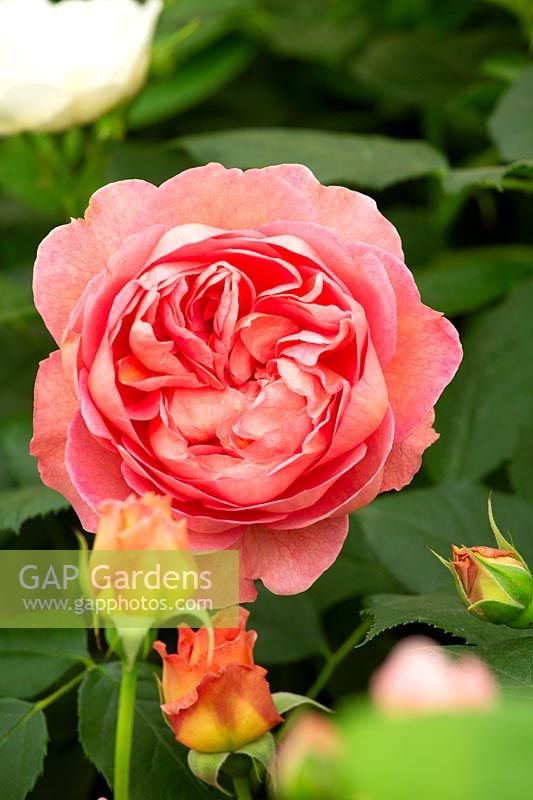 Rosa 'Boscobel' - Rose arbuste anglais