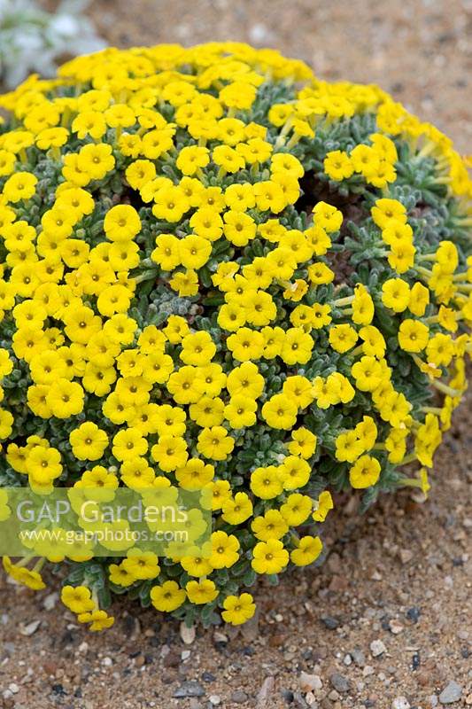 Dionysia aretioides 'Bevere'