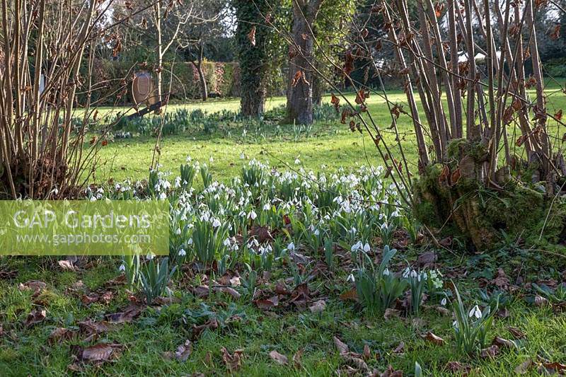 Le jardin Gibberd, Harlow. Vies de la pelouse evegreen avec perce-neige en fleurs, soleil d'hiver entouré d'arbustes à feuilles caduques