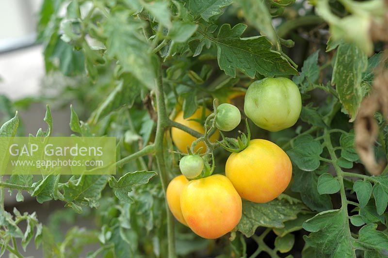 Solanum lycopersicum 'wapsipinicon peach' tomate