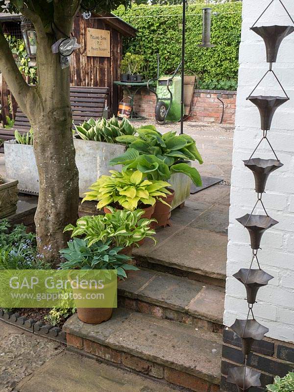 De grands hôtes en pot bordent les marches du jardin. Une caractéristique originale de l'eau décorative en métal canalise l'eau de la gouttière vers le sol.