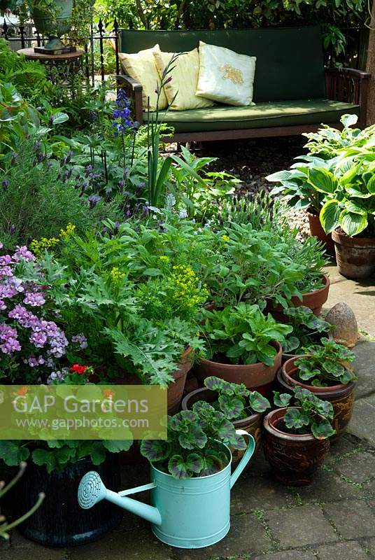 Pots de géraniums, herbes et hostas près de banc de jardin avec coussins - Open Gardens Day, Wivenhoe, Essex