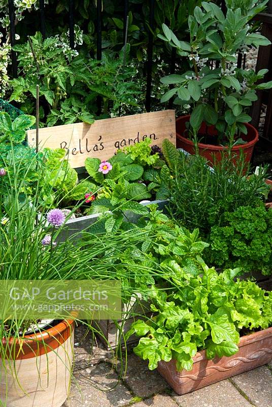Assortiment de pots d'herbes, de laitues, de tomates, de fèves et de primevères - Open Gardens Day, Wivenhoe, Essex