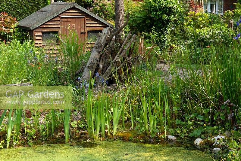 Étang de jardin avec couverture de lentilles d'eau, plantes marginales et vieux tas de bois et cabanon au-delà - Open Gardens Day, Wivenhoe, Essex