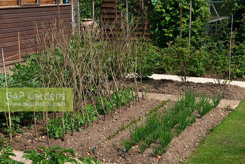Jardin potager avec des hangars et des fruits rouges avec des haricots, des pois, des betteraves et des oignons plantés dans une bordure de légumes propres - Open Gardens Day, Wivenhoe, Essex