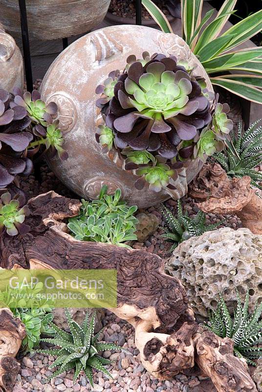 Collection de plantes succulentes dans l'urne et sur le parterre de galets, y compris Aeonium et Haworthia fasciata, nom commun Zebra Plant - RHS Chelsea Flower Show