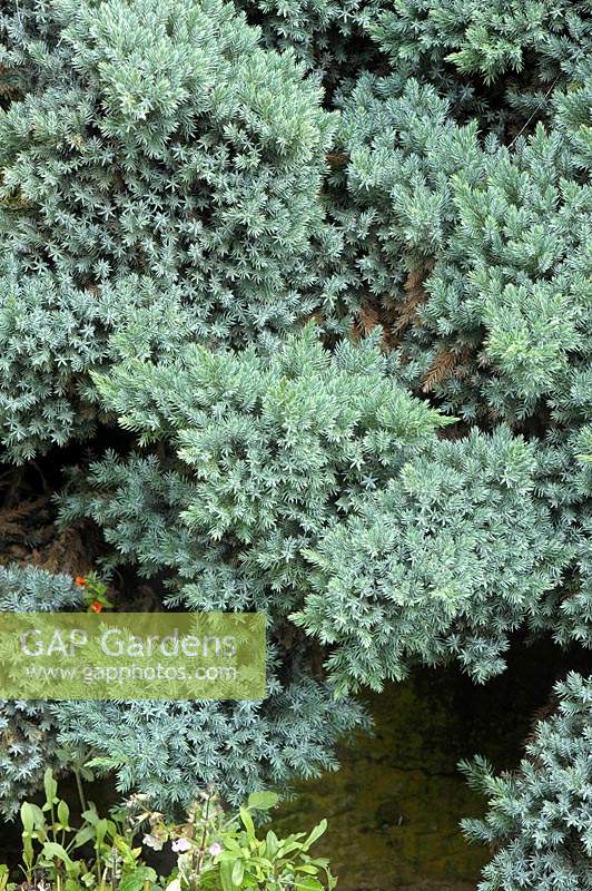 Juniperus squamata 'étoile bleue'