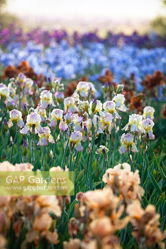 Les iris de Howard Nurseries ouvrent des champs d'iris barbus en mai.