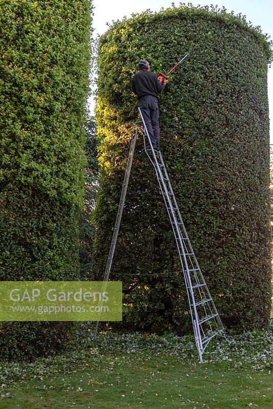 Le jardinier d'Arley Hall, James Youd, élague les chênes verts de 8 mètres de haut en forme de cylindre coupé.