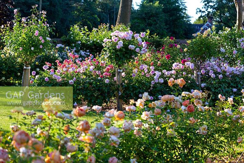 Rosa 'Lady of Shalot', Rosa 'Olivia Rose Austin', Rosa 'Oliva Rose Austin' - Standard. Conception de jardin par David Austin Jnr.