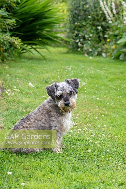 Bernie, un chien schnoodle, dans le jardin Glyn Bach.