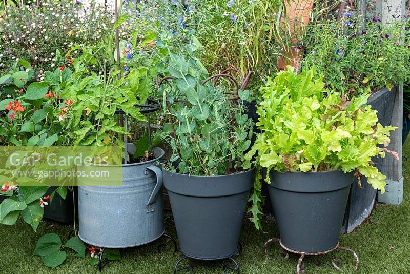 Pots plantés de légumes.