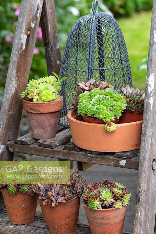 Des pots de succulentes en terre cuite sont affichés sur les marches d'une échelle en bois récupérée.