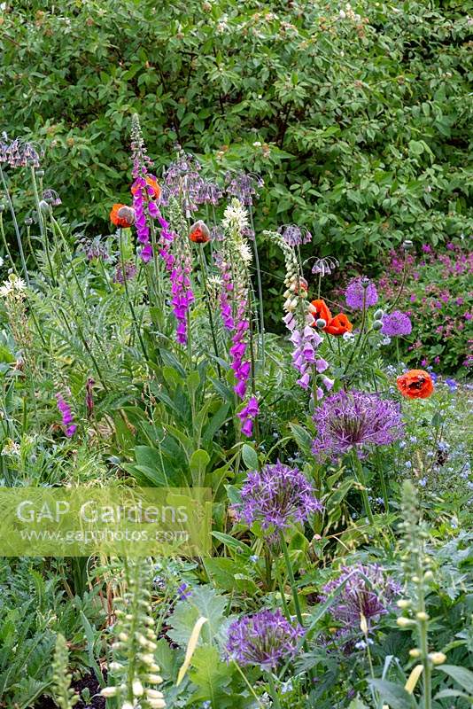 Digitales et coquelicots en parterre de fleurs avec Allium christophii, 'Purple Sensation', Nectaroscordum et Camassias.