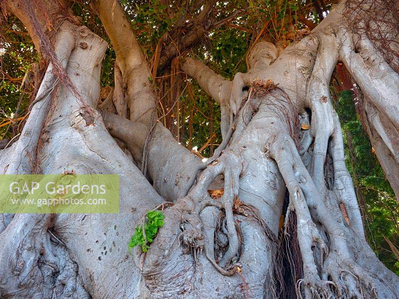 Ficus macrophylla Moreton Bay fig, banyan australien, parc public de Tenerife, Canaries, Espagne.