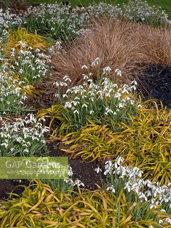 Galanthus nivalis 'Sam Arnott' et Hakonechloa macra 'Aureola ' golden hakonechloa grass